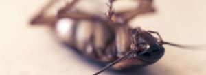 Domowe i profesjonalne sposoby zwalczania karaluchów i prusaków